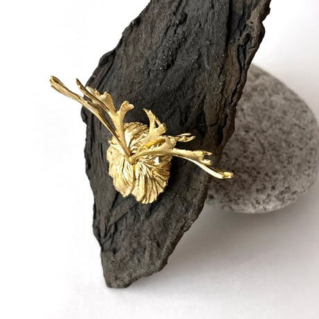 タマ★ビカクシダセット★ IMAMA