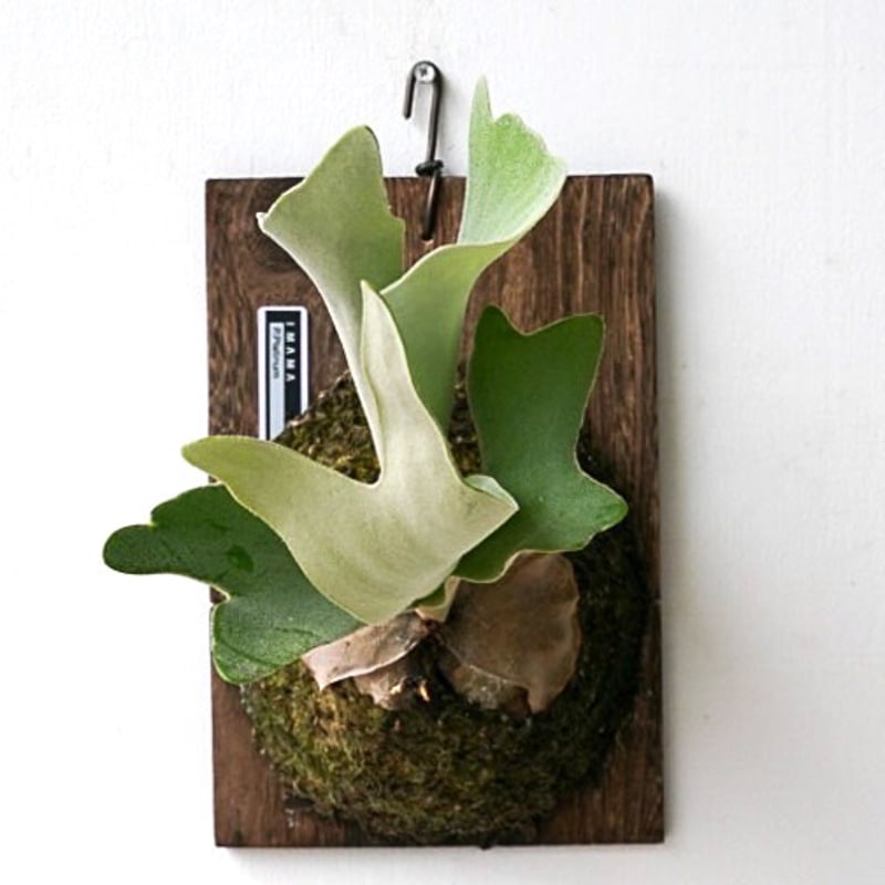 ビカクシダ　F303 platinum プラチナ　胞子 ビカクシダ F303 platinum プラチナ 胞子 ビカクシダ F303 platinum