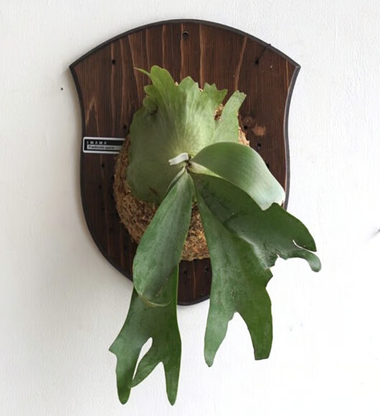 逸品を贈る】ギフト用おまかせ板付ビカクシダ | IMAMA