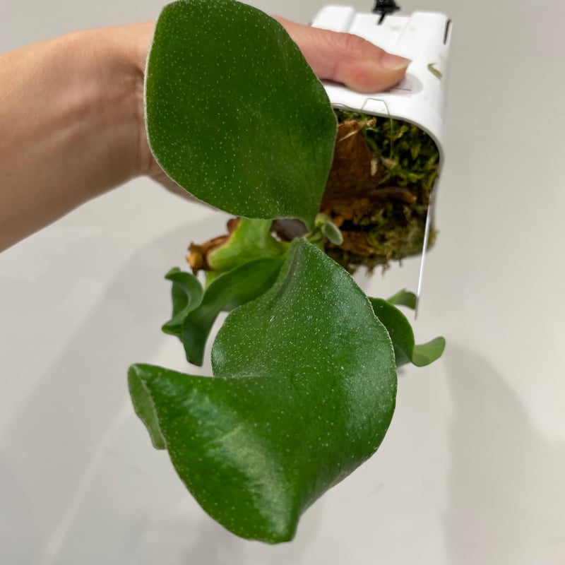 ビカクシダ hillii 'Bangpung' 親株 P.hillii cv.bangpung これ、貯水