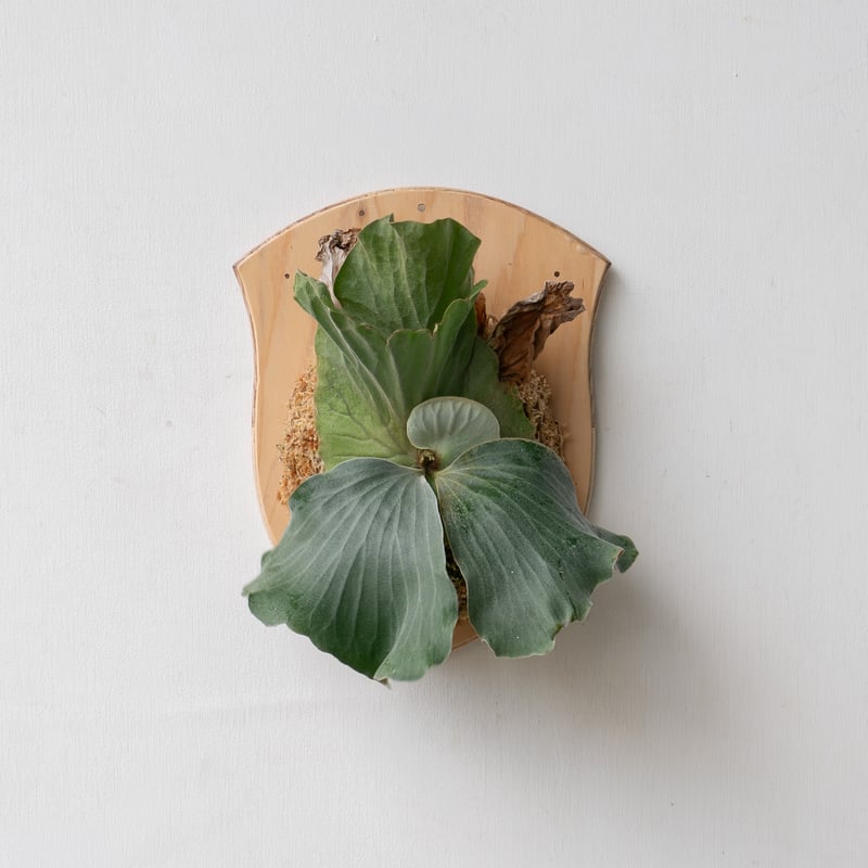 ビカクシダ問い合わせ用 彩りを贈る】ギフト用おまかせ板付ビカクシダ | IMAMA