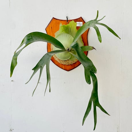 吊り下げ式 ビカクシダペルシュロン 吊り下げ式 ビカクシダペルシュロン