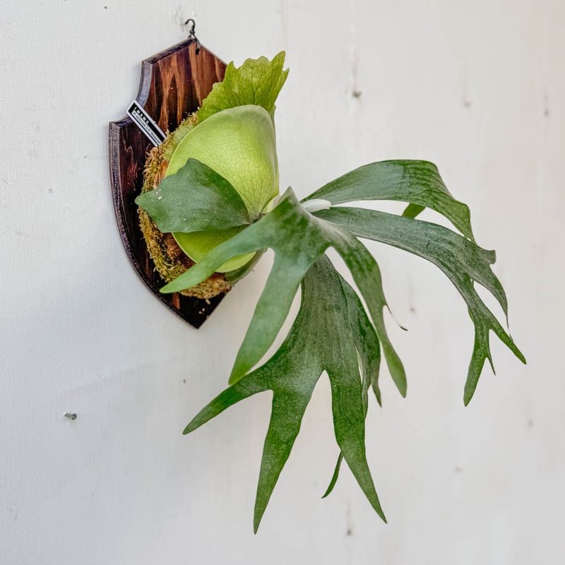 ビカクシダ　ペドロタツタ　板付 ①】 P. pedro 板付 ビカクシダ ビカクシダ ペドロタツタ 板付 Yahoo