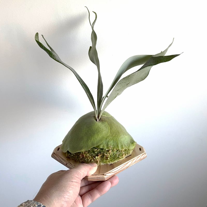 2025.12/13〜】板付ビカクシダ P. Pegasus（pup） | IMAMA