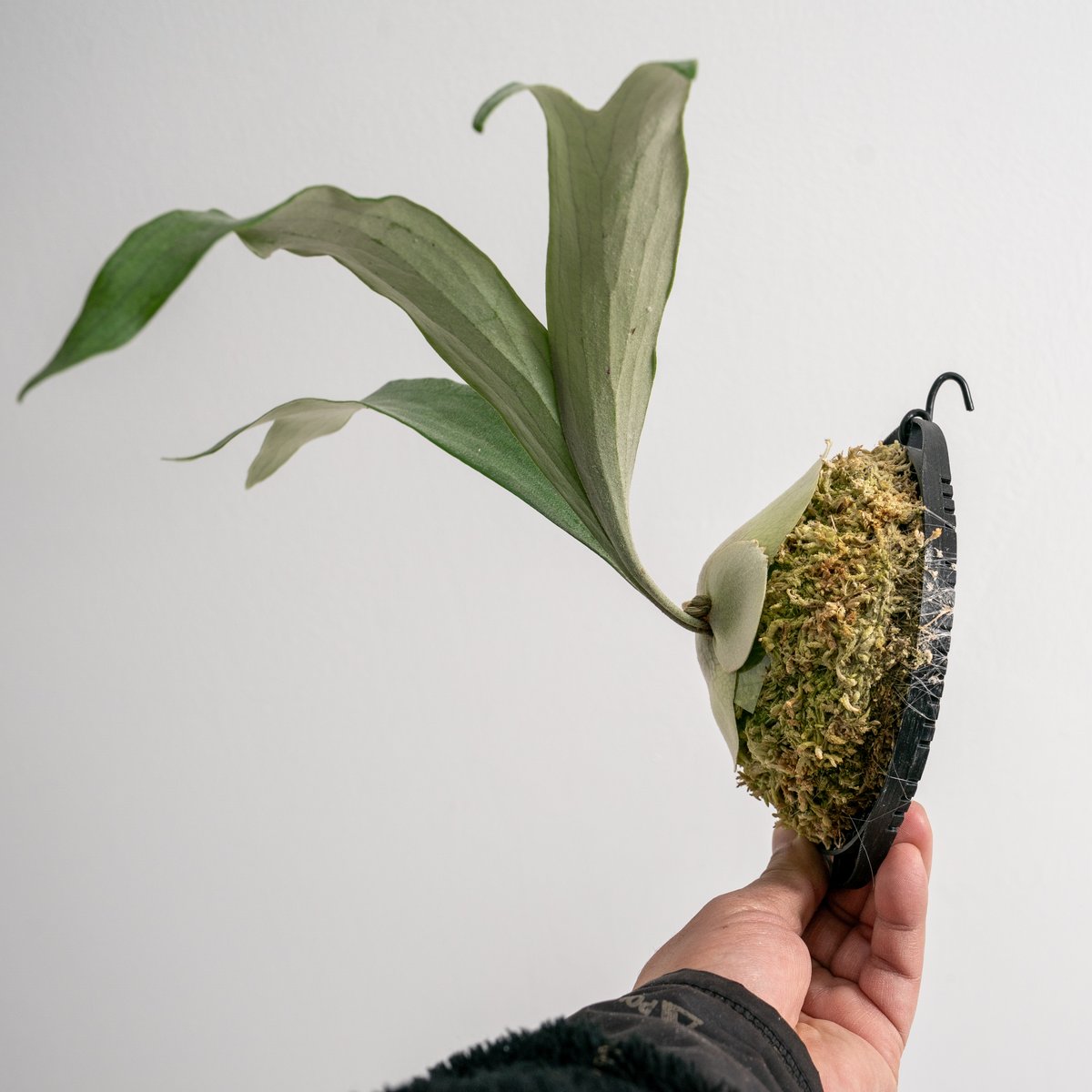 2025.12/20〜】板付ビカクシダ P. Rydeen（pup） | IMAMA