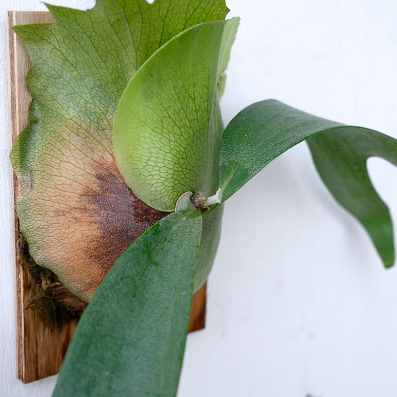 2025.11/12〜】板付ビカクシダ P.Chiang Dao（pup）_1 | IMAMA