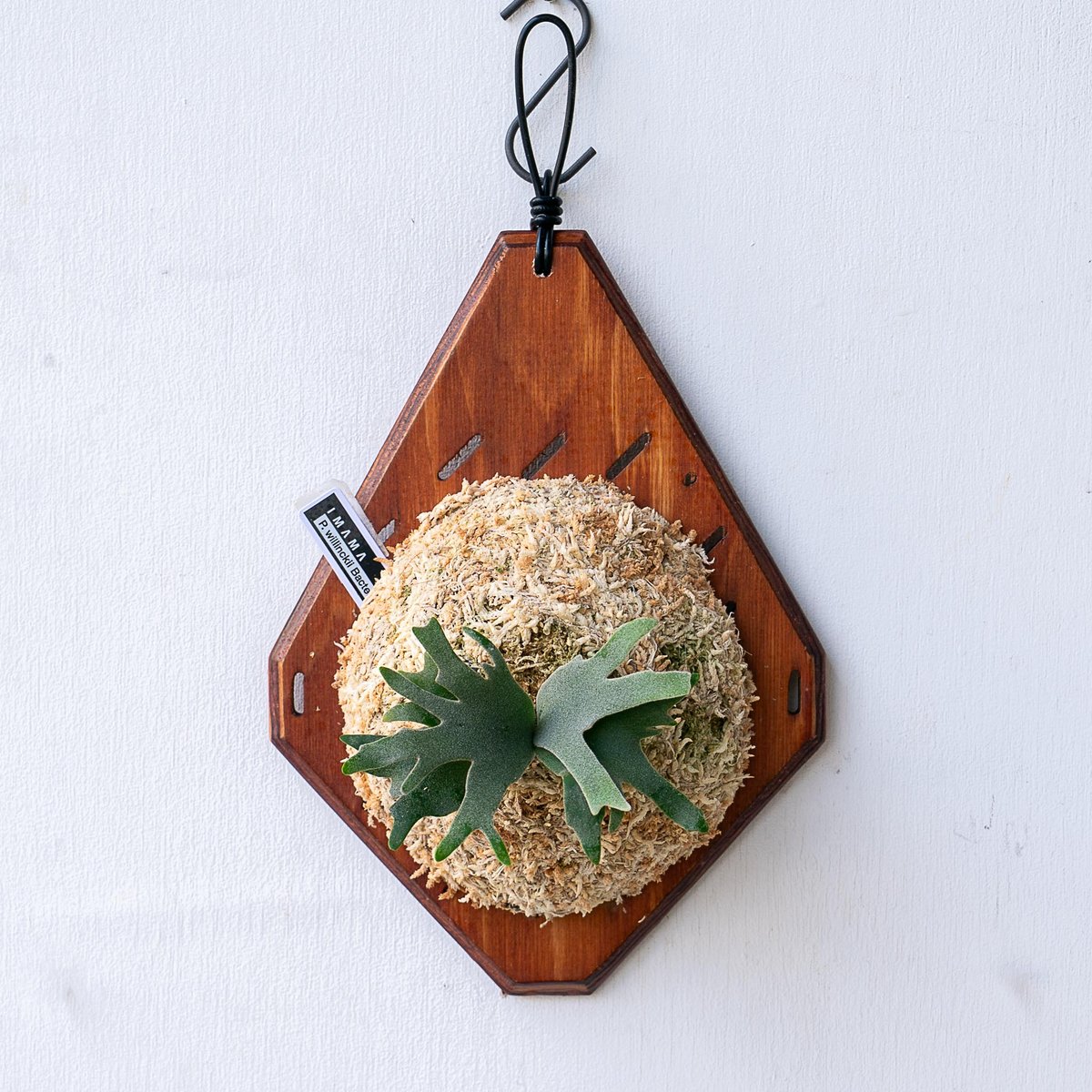 2025.11/12〜】板付ビカクシダ P. willinckii 'Bacteria'