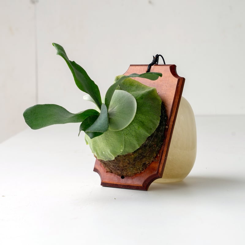 ビカクシダ【P.andinum × willinckii 】子株 P. andinumアンディナム