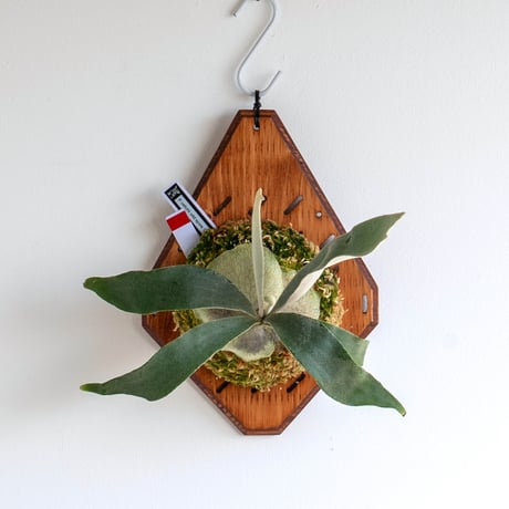 コウモリラン | STORES