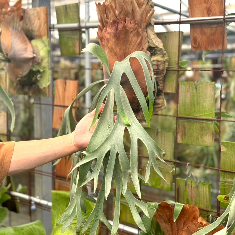 ★Botanical★　ビカクシダAR x AR x AR spore harma ビカクシダAR x AR x AR spore New 2022 Kawasaki Ninja