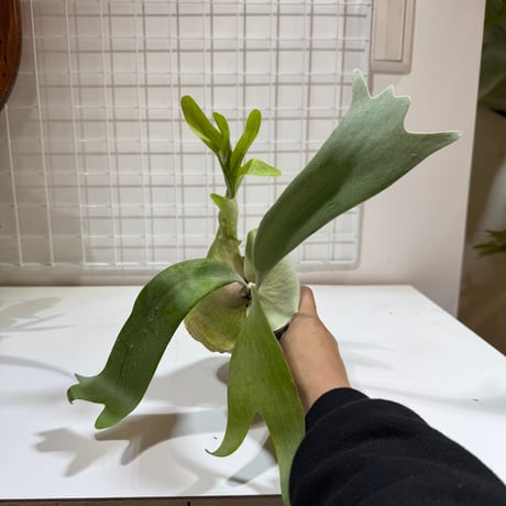 CATEGORY willinckii | IMAMA