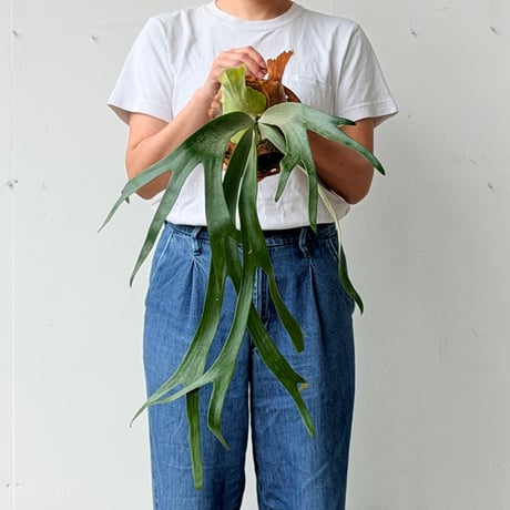 【2026.6/25〜】板付ビカクシダ　 P. willinckii 'Pygmaeum' × P. 'Pewchan#1'