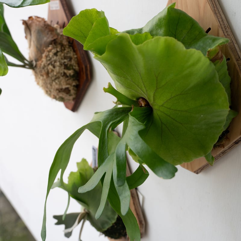 2025.9/23〜】板付ビカクシダ P. kitshakood thin leaf | I