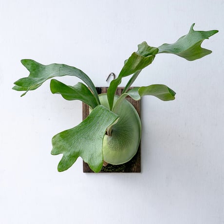 ビカクシダ P.Super White (PUP) ビカクシダ P.Super White (PUP) P. E-1 (bifur sp white) 白ビフ