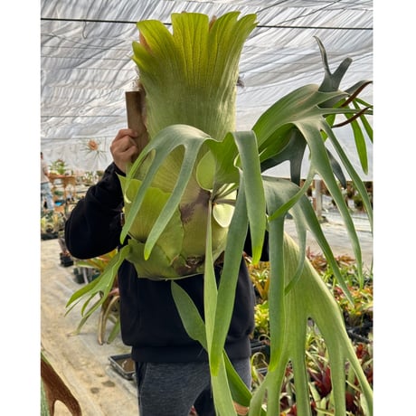 ビカクシダ ccc Select!! | artPLANTs （アートプランツ）