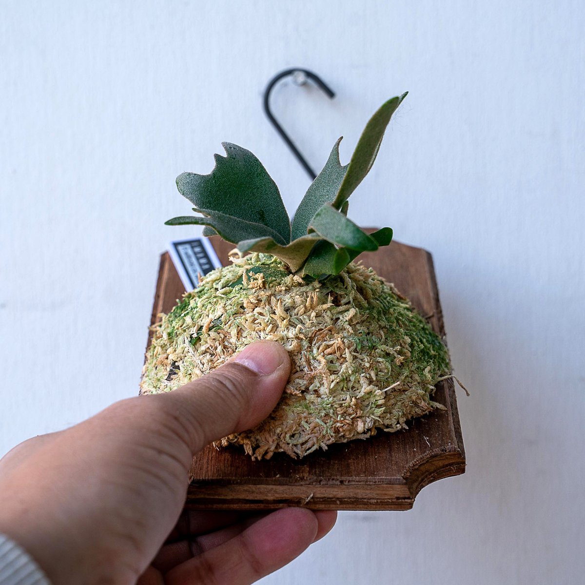 2025.11/12〜】板付ビカクシダ P. willinckii 'Antler cro