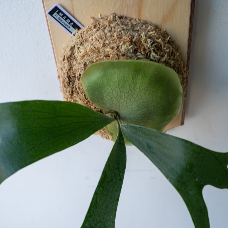 2025.1/19〜】板付ビカクシダ P. Banna#A（pup） | IMAMA