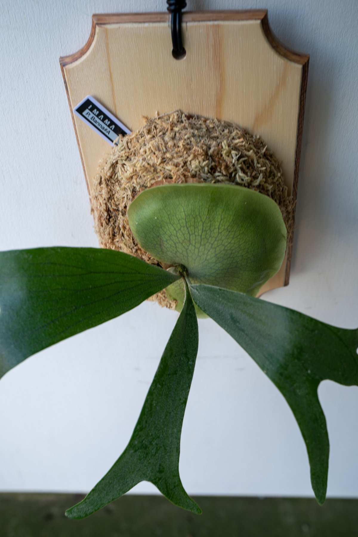 2025.1/19〜】板付ビカクシダ P. Banna#A（pup） | IMAMA