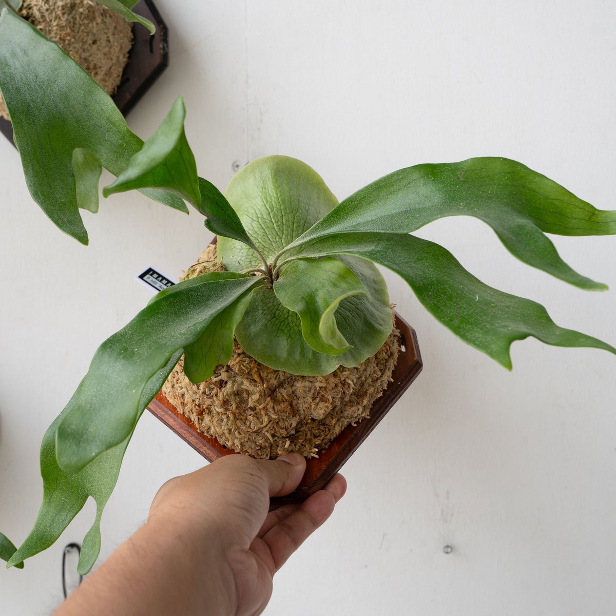 ビカクシダ P.  Ape(PUP) e2ce79972ad07becea59a5ade22ffd