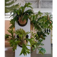 2025.11/12〜】板付ビカクシダ P. hillii 'bangpung short