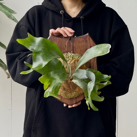 CATEGORY Platycerium（ビカクシダ/品種別） | IMAMA