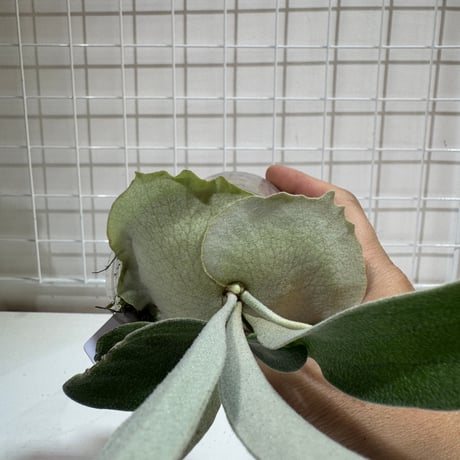 ビカクシダ | STORES