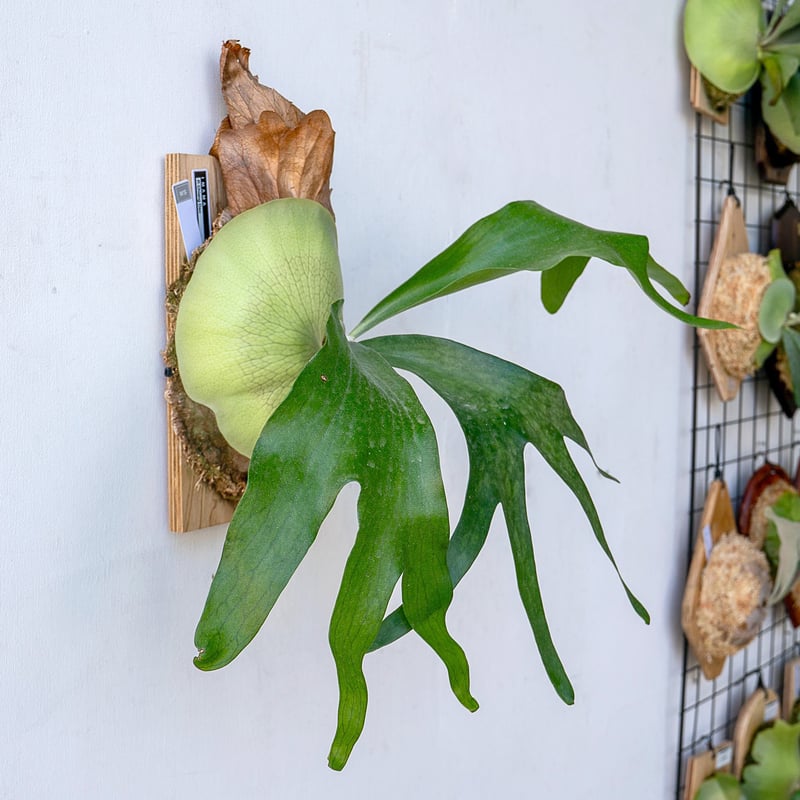 ビカクシダ　P.Saikeaw pup 中株 ビカクシダ P.Saikeaw pup 中株 ビカクシダ P.Saikeaw pup 中株 P