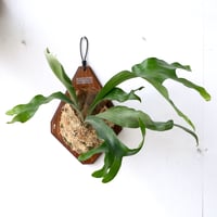 P. wandae dwarf (TC) 　ワンダエドワーフ Platycerium Wandae Dwarf (TC) / ワンダエドワーフ コルク付け | Pay ID