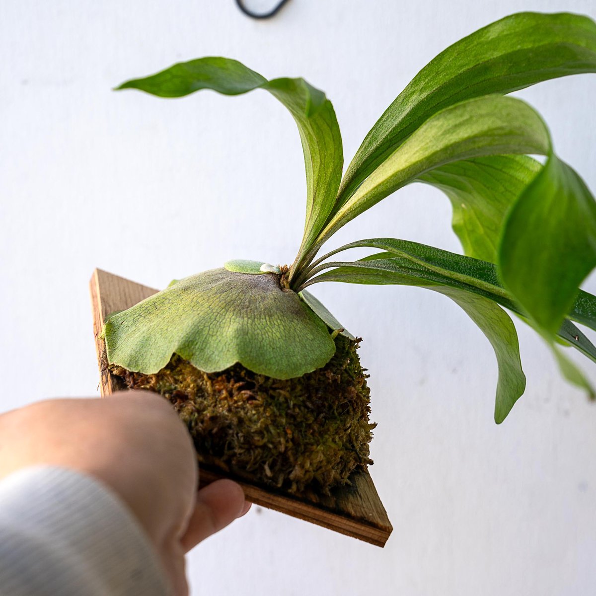 2025.11/12〜】板付ビカクシダ P. Maserati（pup） | IMAMA