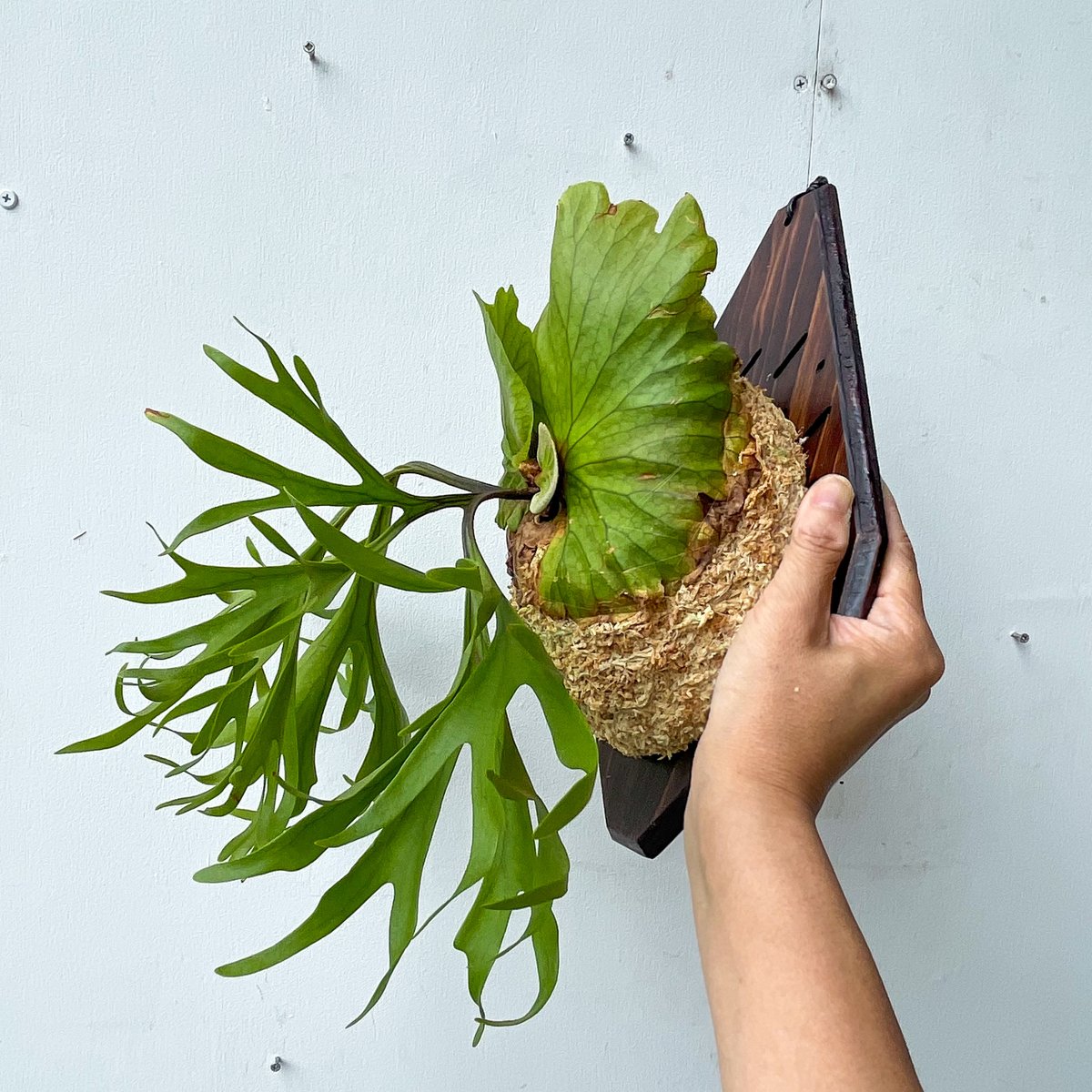 2025.8/1〜】板付ビカクシダ P. kitshakood thin leaf | IMAMA