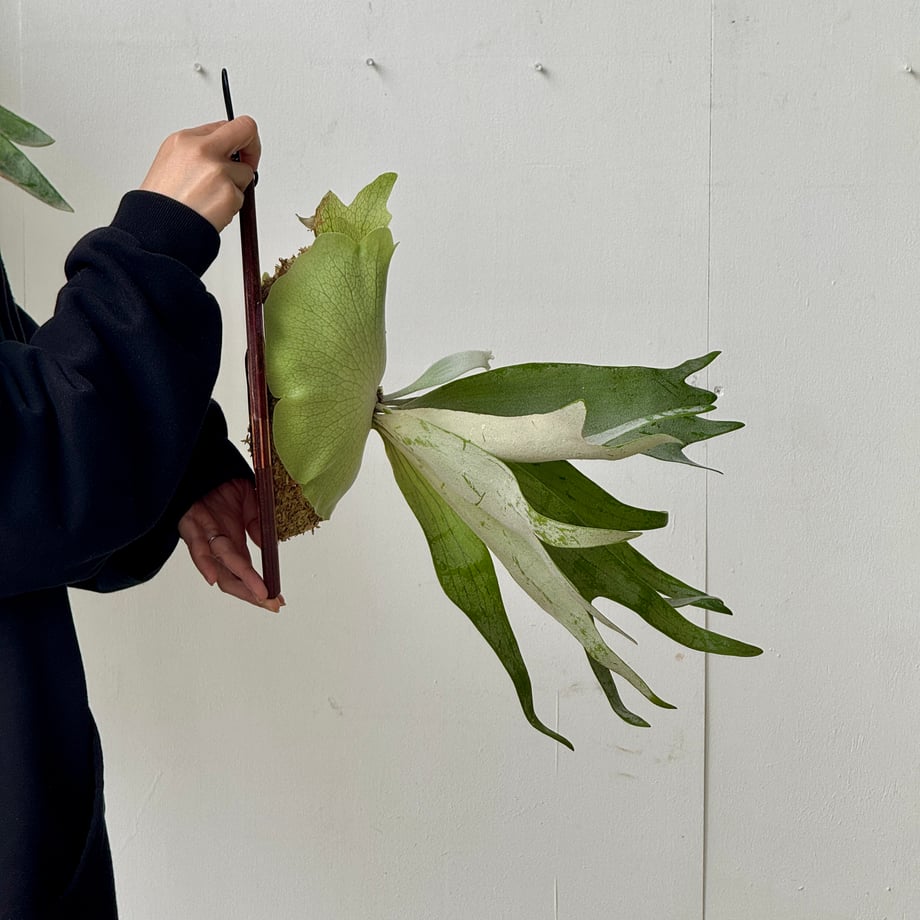 6a12bf726cb68ccaa4b55b3a