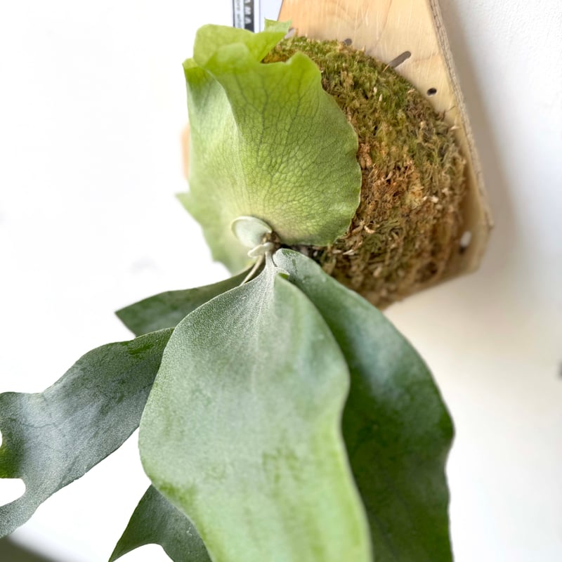 アフター縁日】板付ビカクシダ P. willinckii spore white #9（