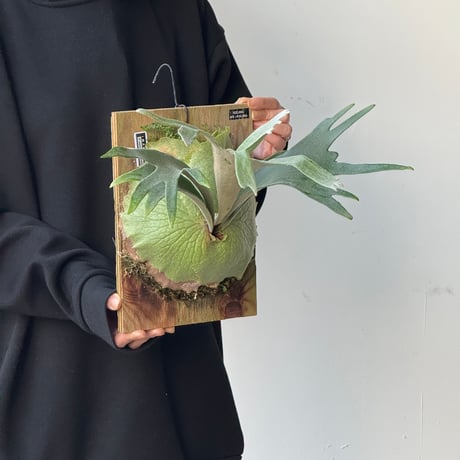 【2026.5/10〜】板付ビカクシダ　  P. veitchii × P. coronarium [TC]