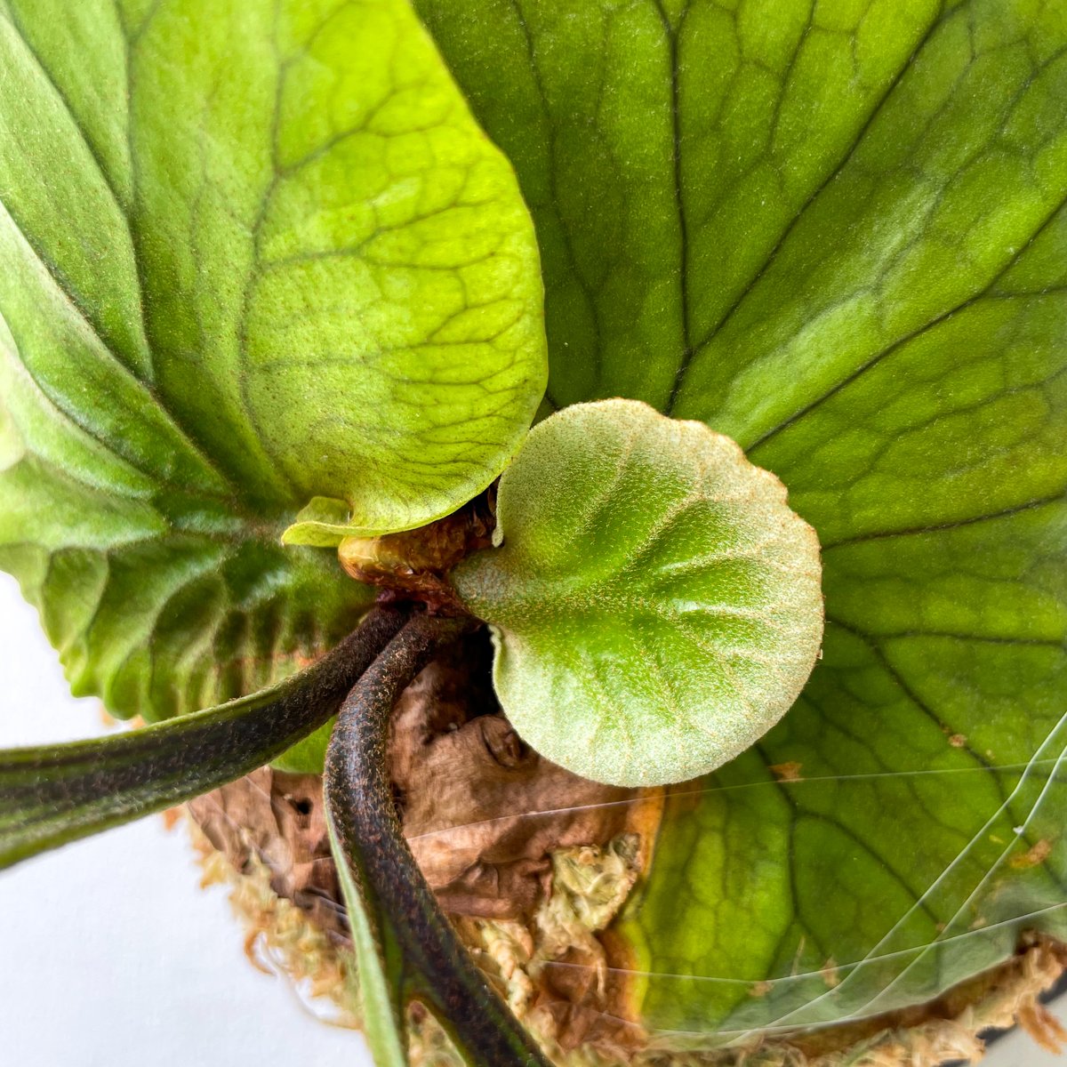 ビカクシダ P. Kitshakood thin leaf 2025.9/23〜】板付ビカクシダ P. kitshakood thin leaf | I