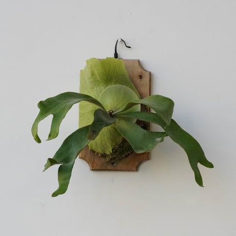 CATEGORY veitchii | IMAMA