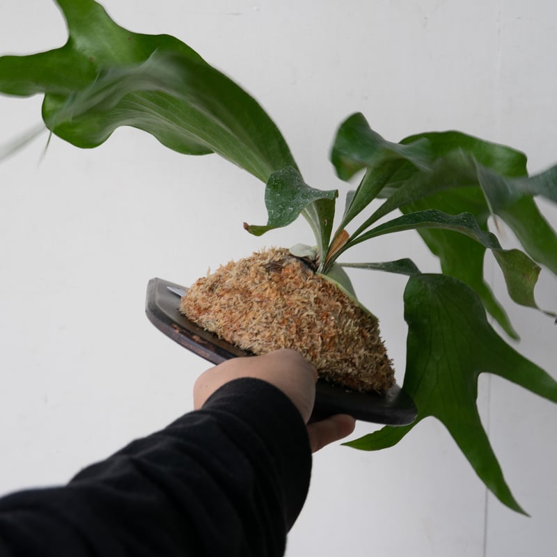 ビカクシダ トライデント　P. Trident 親株 ビカクシダ トライデント P. Trident 親株