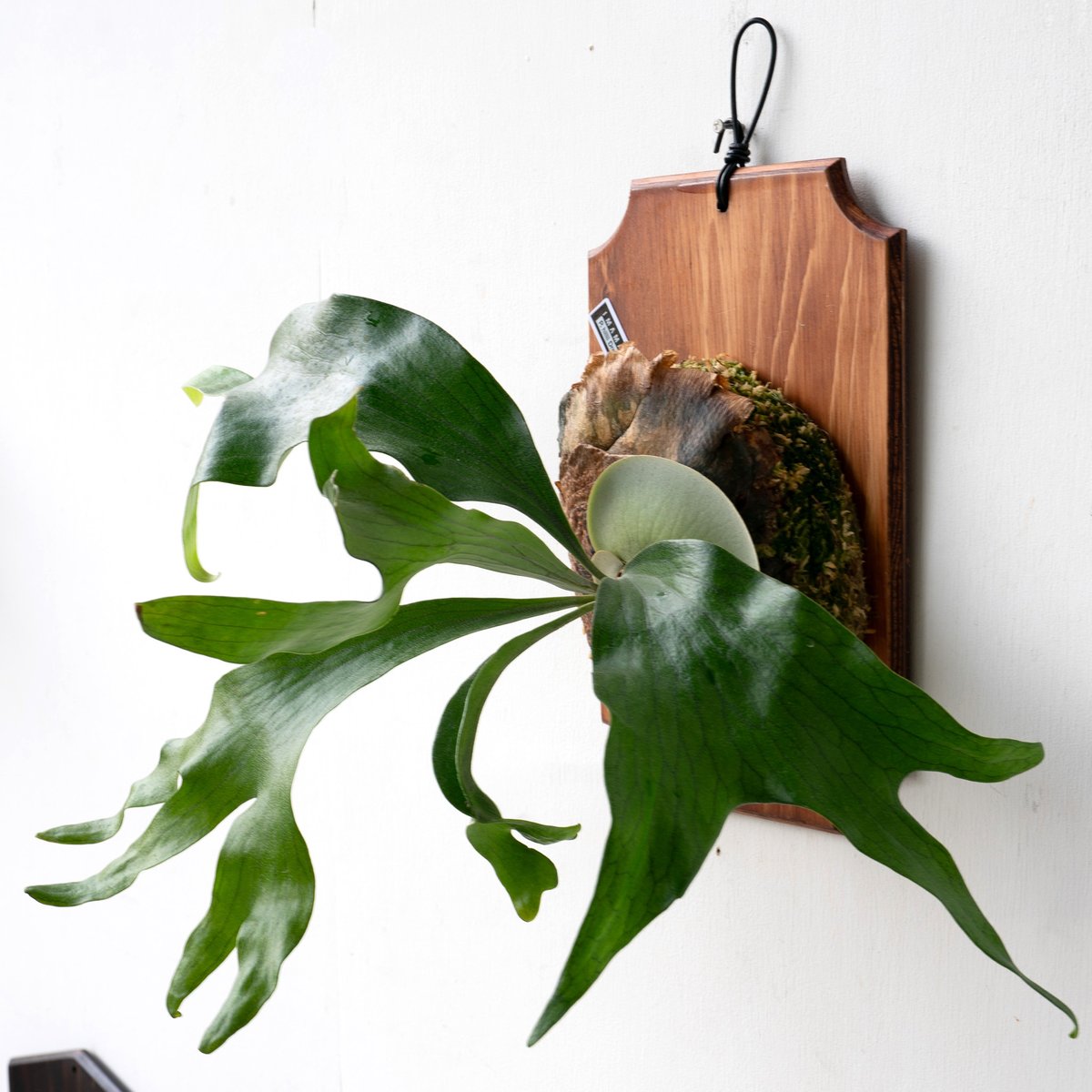 2025.11/4〜】板付ビカクシダ P. hillii 'Dragon Claw#2'