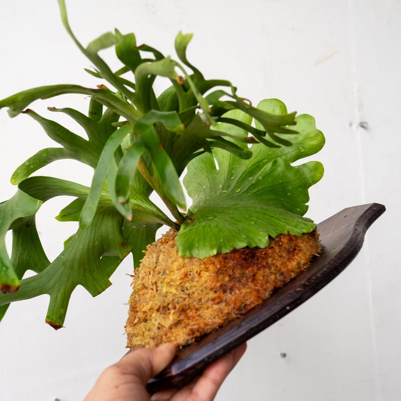 ビカクシダ　コロナリウム〔Tonkla Thin〕 コルク付け4 特大サイズ ビカクシダ コロナリウム〔Tonkla Thin〕 コルク付け4 特大
