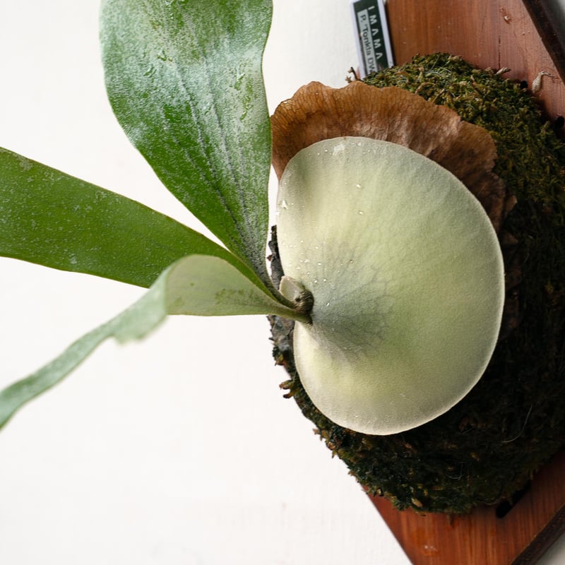 2025.11/22〜】板付ビカクシダ P. Tonkla DW 'Shine Glori