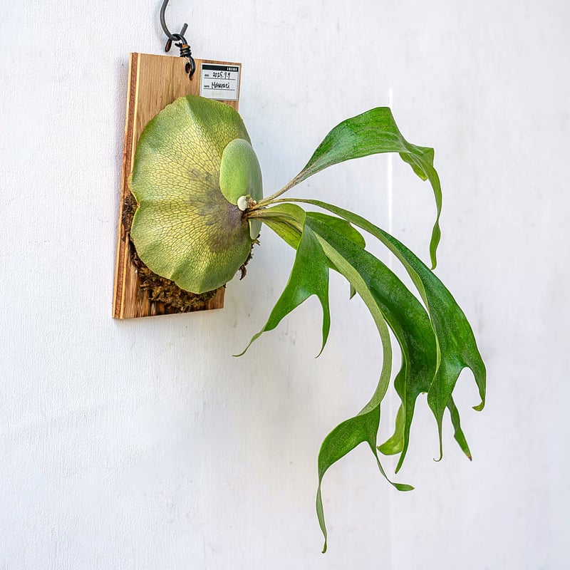 2025.11/12〜】板付ビカクシダ P. Maserati（pup） | IMAMA