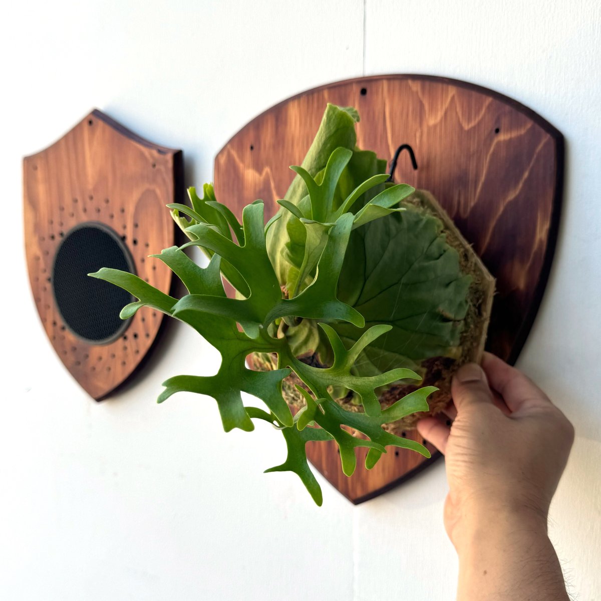 hillii dwarf ヒリードワーフ 株分け NO.2 ビカクシダ 【2024.5/29