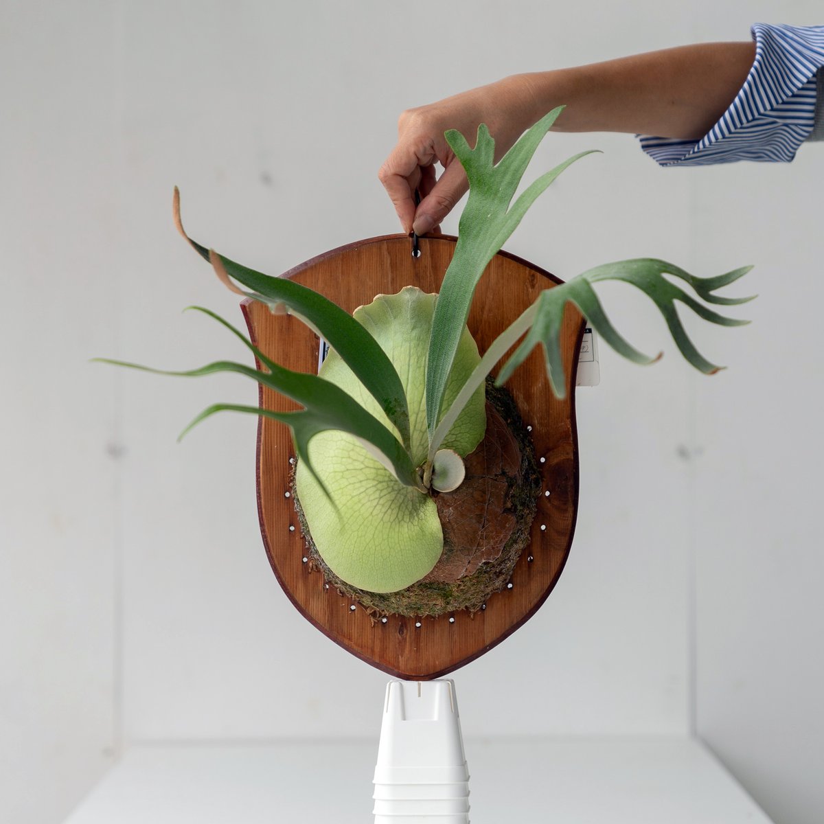 ペガサス　ビカクシダ　大株 Yahoo!オークション -「ペガサス」(ビカクシダ、コウモリラン