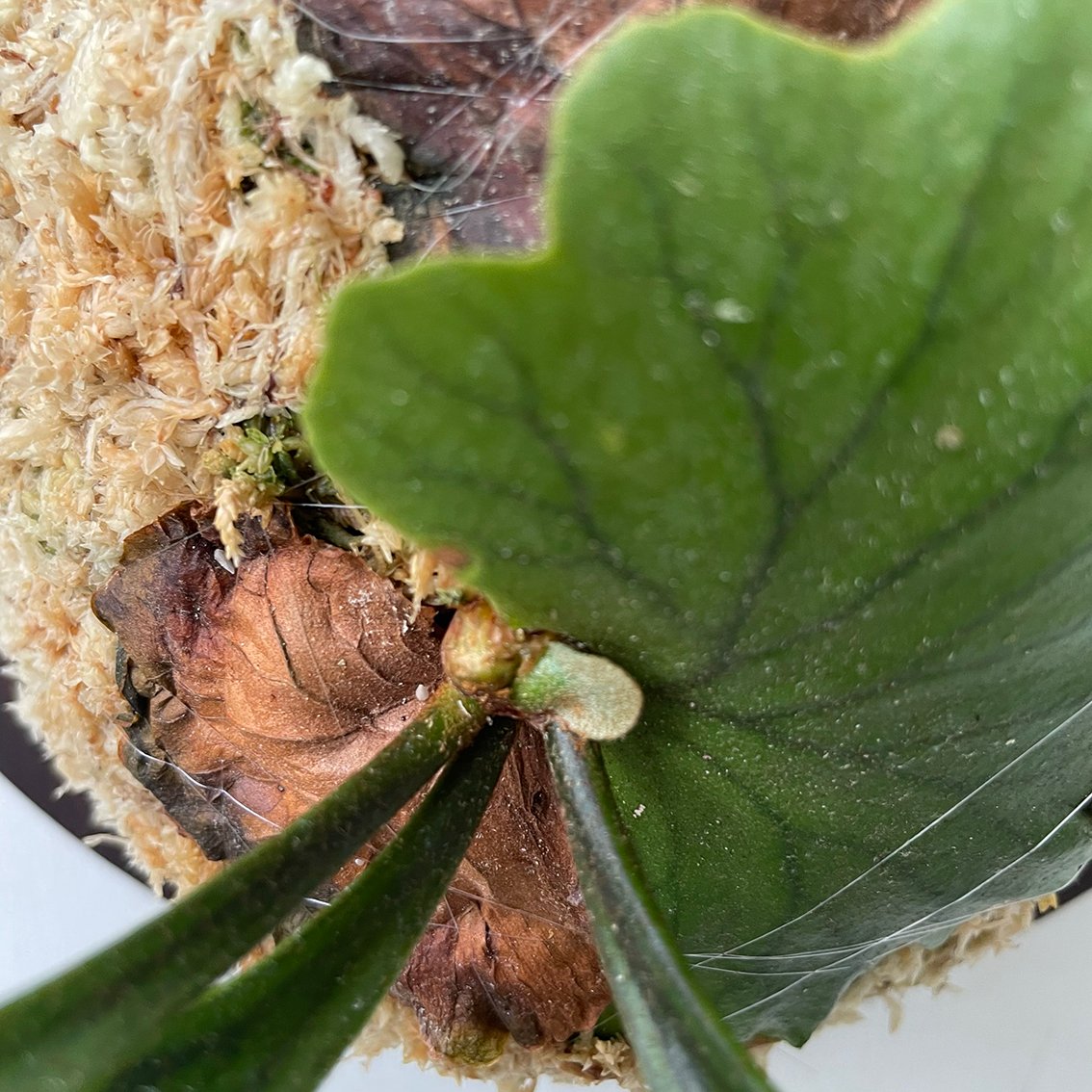 2025.6/9〜】板付ビカクシダ P. kitshakood thin leaf_2 |