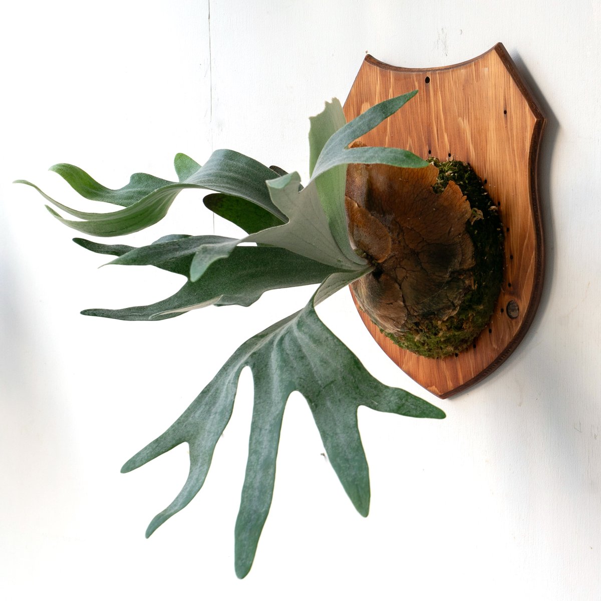 P.Bambi バンビ 2025.8/2〜】板付ビカクシダ P. Bambi（pup） | IMAMA