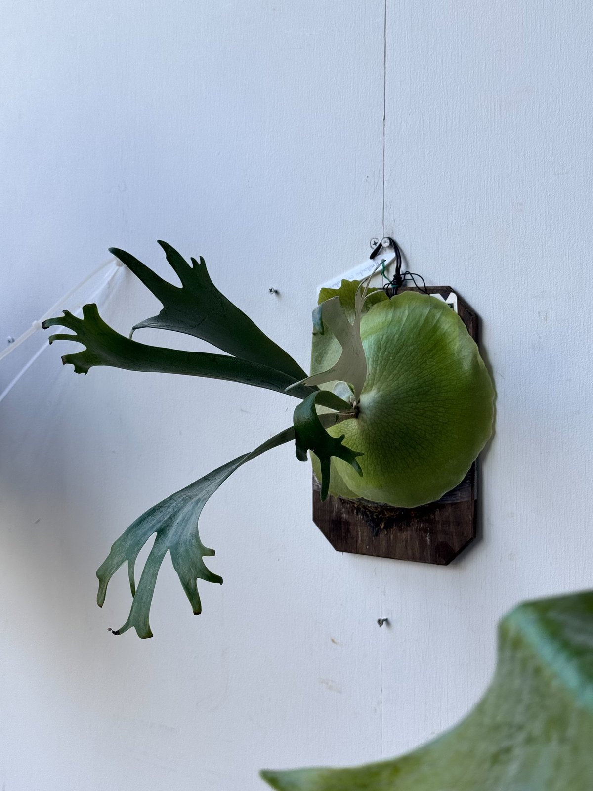 P.Willinickii Huslian ビカクシダ ウィリンキー板付