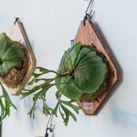 【2025.7/22〜再掲】板付ビカクシダ　P. Ridleyi  'coral'