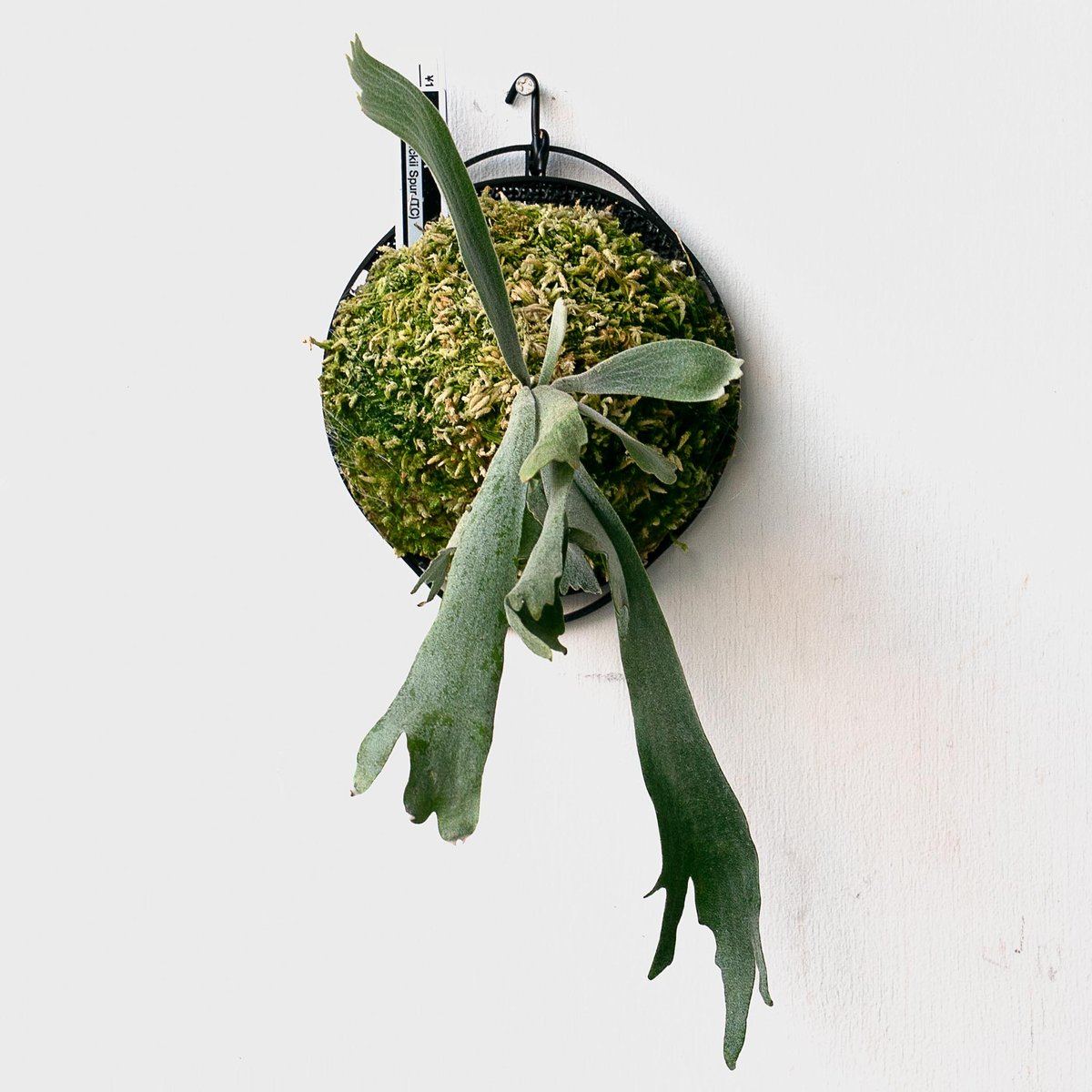 ビカクシダ P. willinckii Spur TC 2025.11/22〜】板付ビカクシダ P. willinckii 'Spur' （TC）