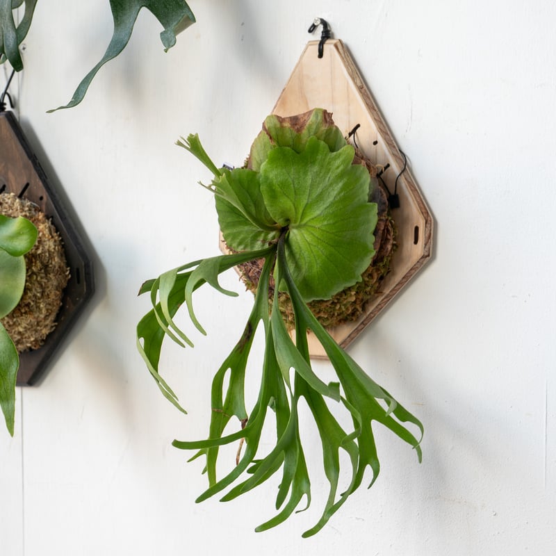 ビカクシダ P.Kitshakood small leaf 2025.5/12〜】板付ビカクシダ P. kitshakood thin leaf_1