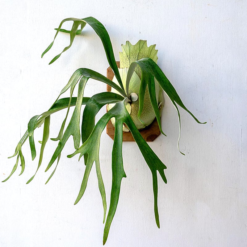 ビカクシダ MonkeyNorth 大株 超お得(TT) ビカクシダ MonkeyNorth 大株 超お得(TT) ビカクシダ MonkeyNorth 大株