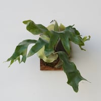 2026.1/17〜】板付ビカクシダ P. veitchii wild sporelin